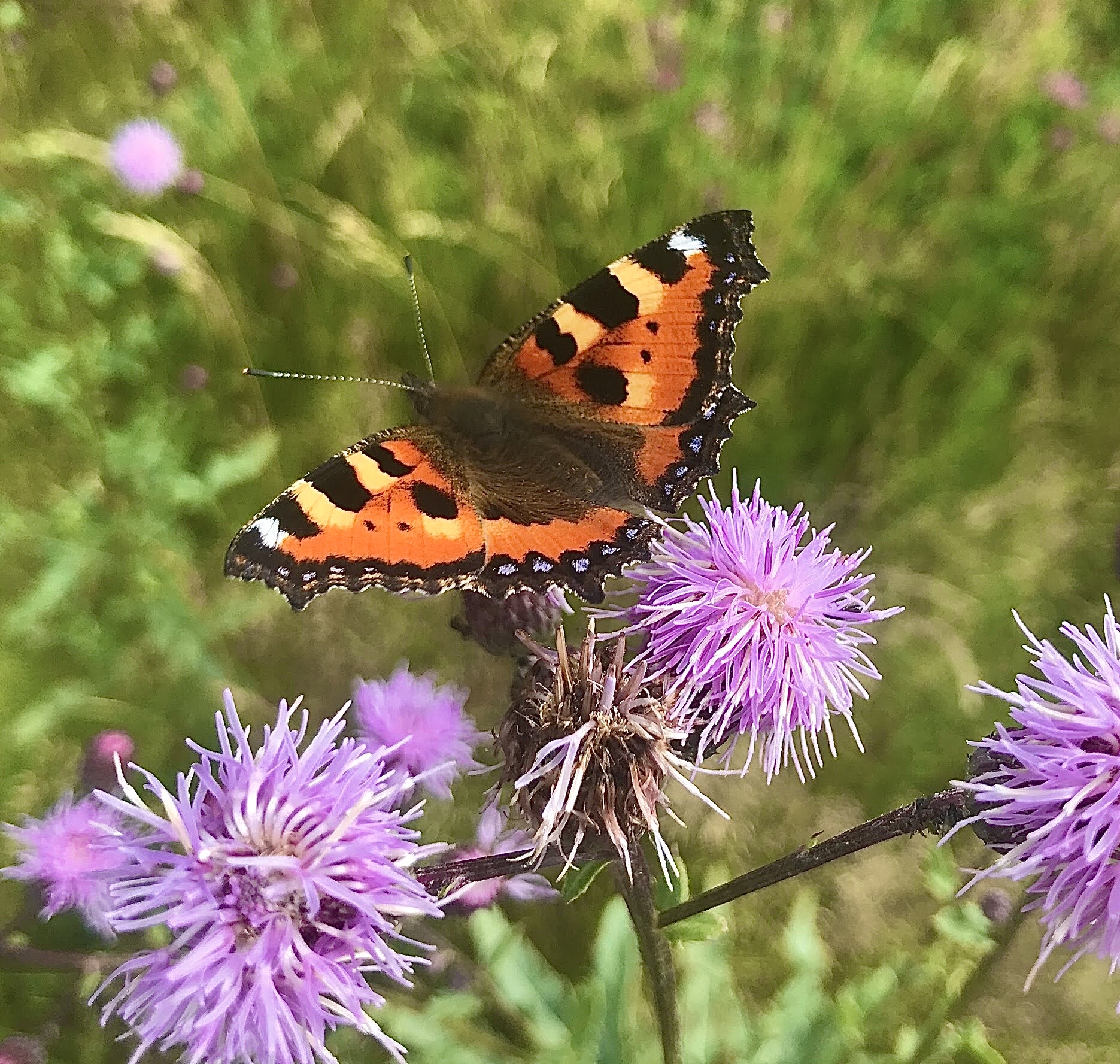 Misrda jinsiy aloqa porno video